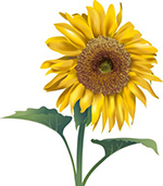 plants-and-flowers
